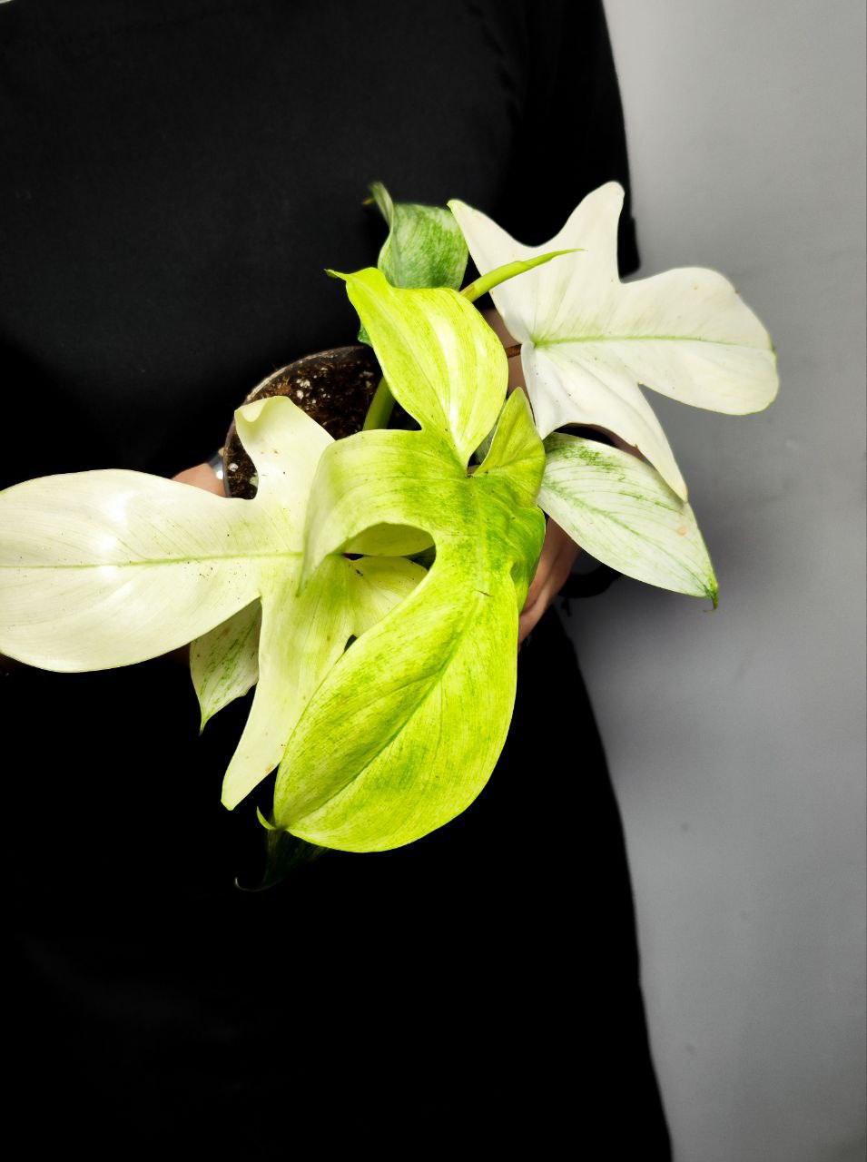 Филодендрон Флоридский Призрак Вариегатный Минт (Philodendron Florida Ghost Mint Variegated) D11см