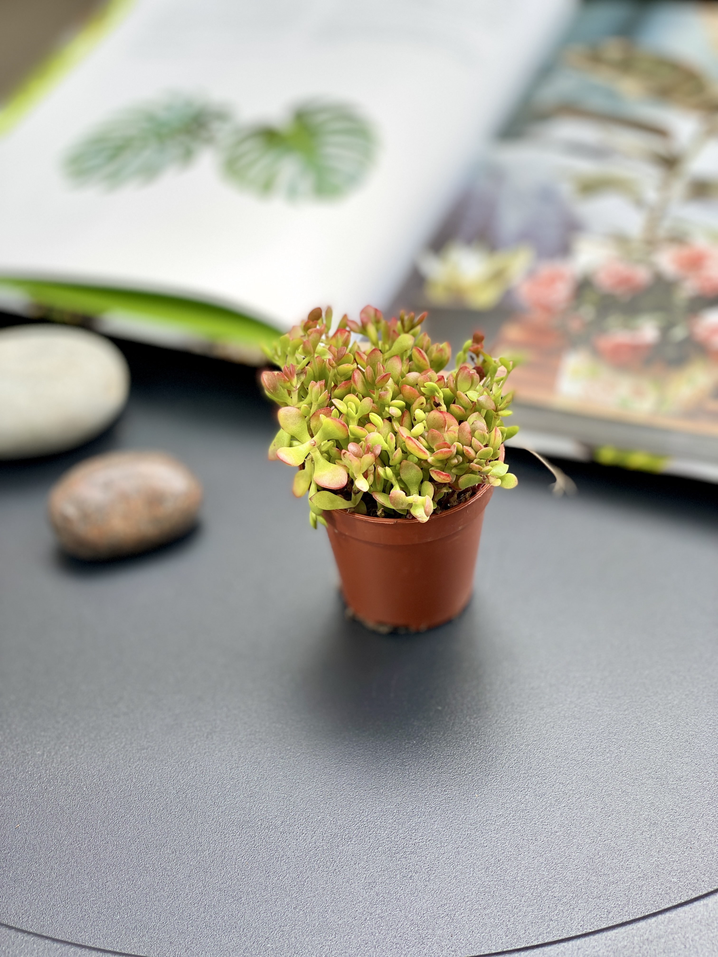 Крассула Радиканс (Crassula Radicans) D5см