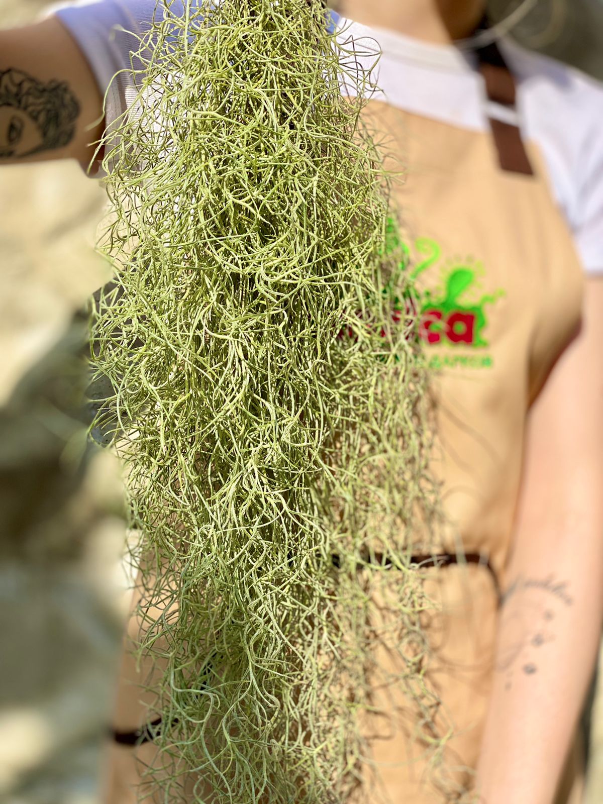 Тилландсия Уснеевидная (Tillandsia Usneoides)