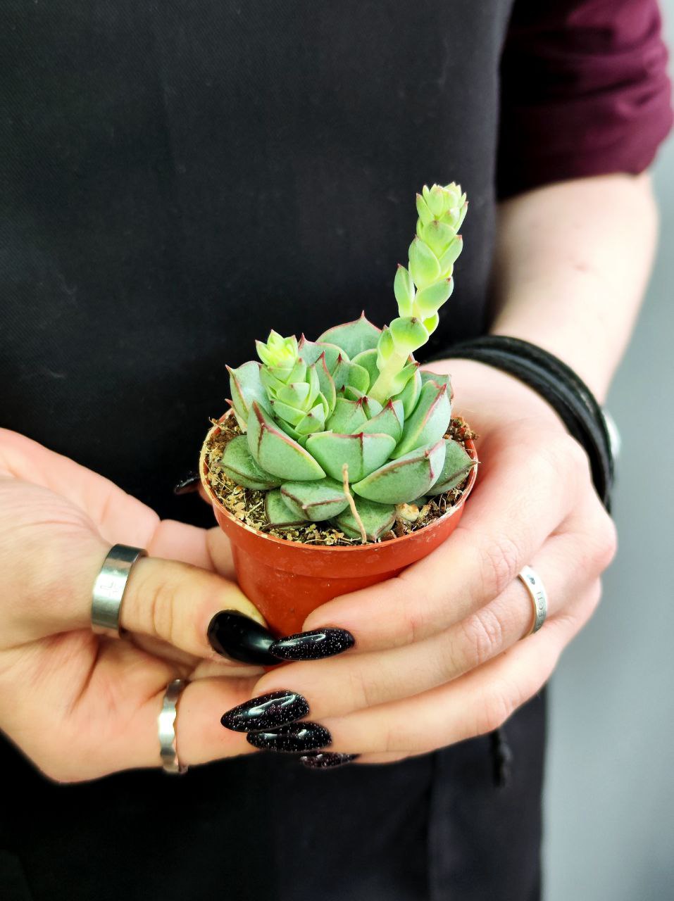 Эхеверия Фабиола (Echeveria Fabiola) D5см