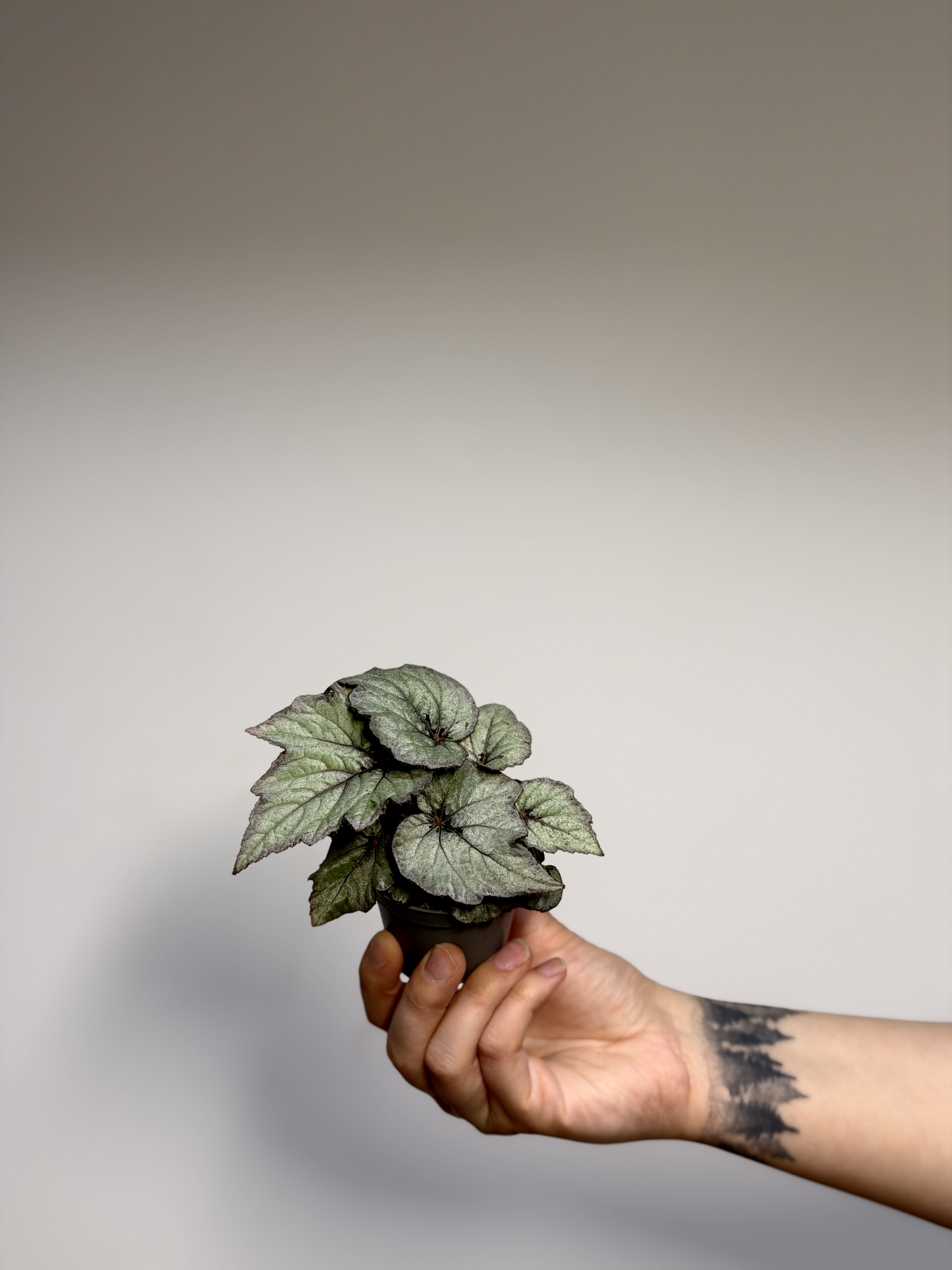 Бегония Рекс Лаккадив (Begonia Rex Spirit of Laccadive) D6см