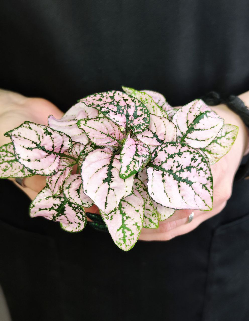 Гипоэстес Листоколосковый Пинк (Hypoestes Phyllostachya Pink) D6см