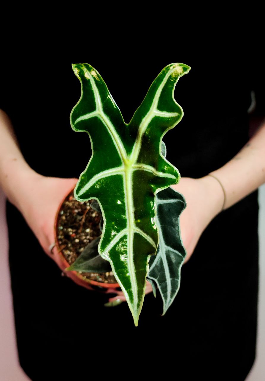 Алоказия Нобилис (Alocasia Sanderiana Nobilis) D10см