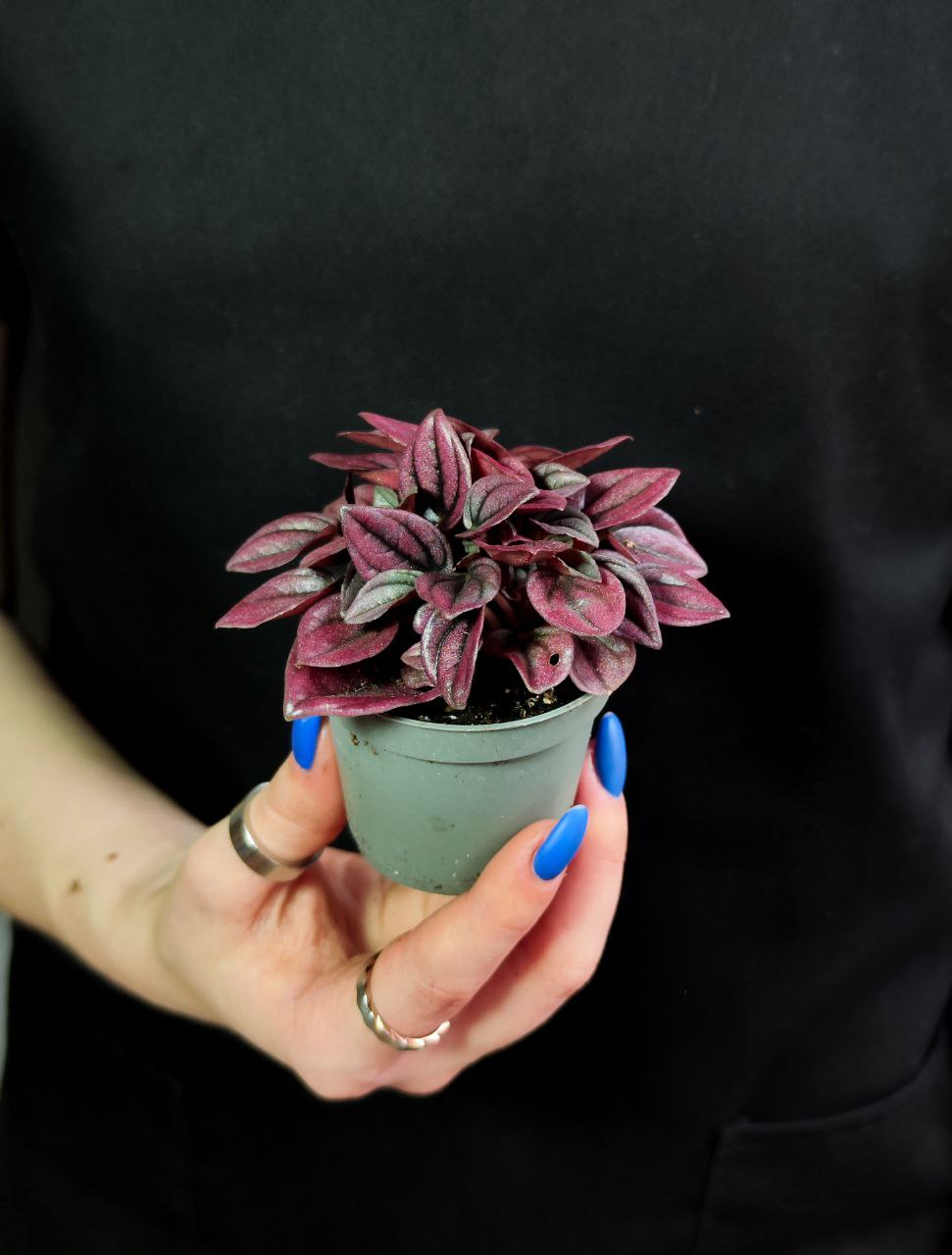 Пеперомия Каперата Кайен (Peperomia Сaperata Cayenne) D5см