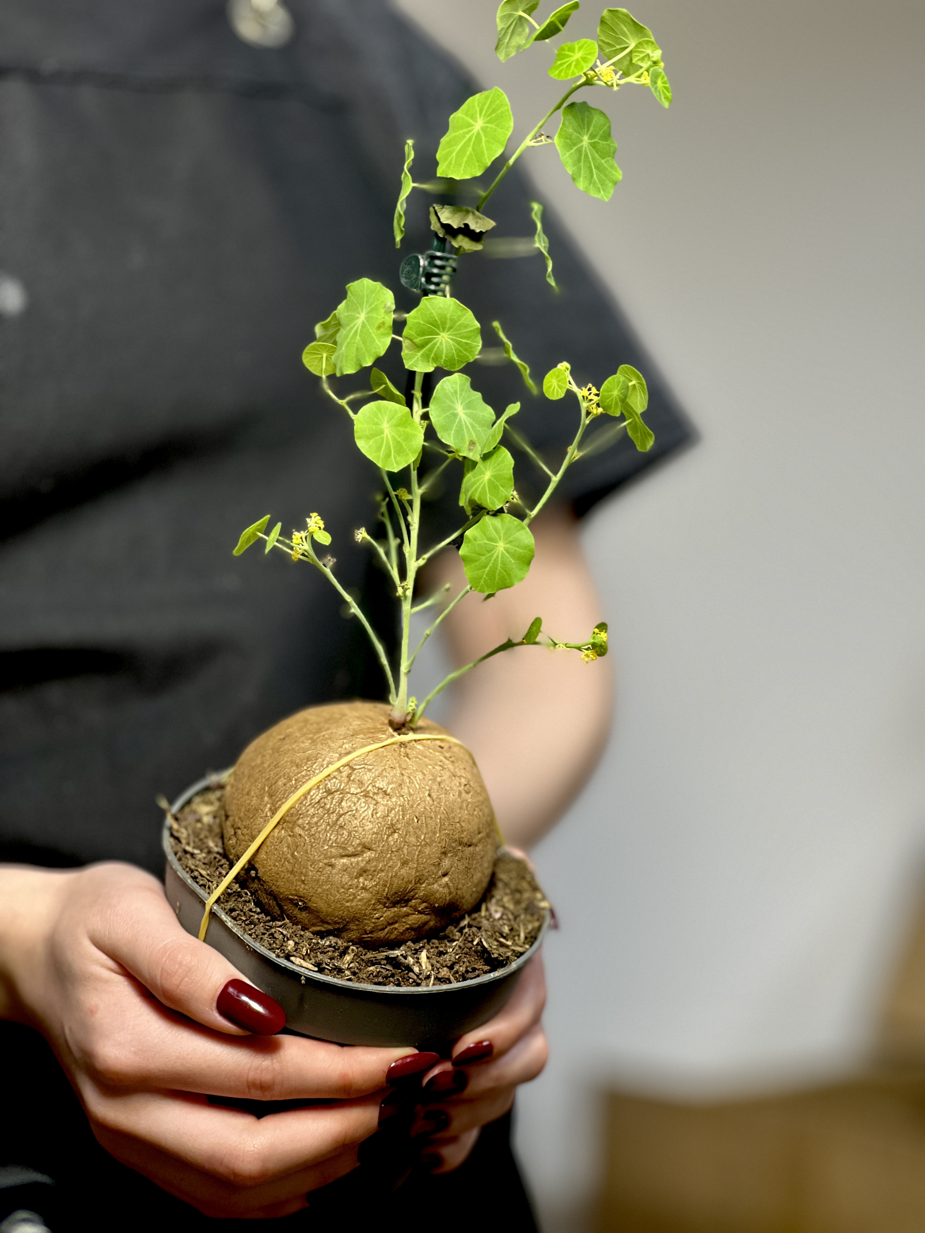 Стефания Cтоячая (Stephania Erecta) D12см