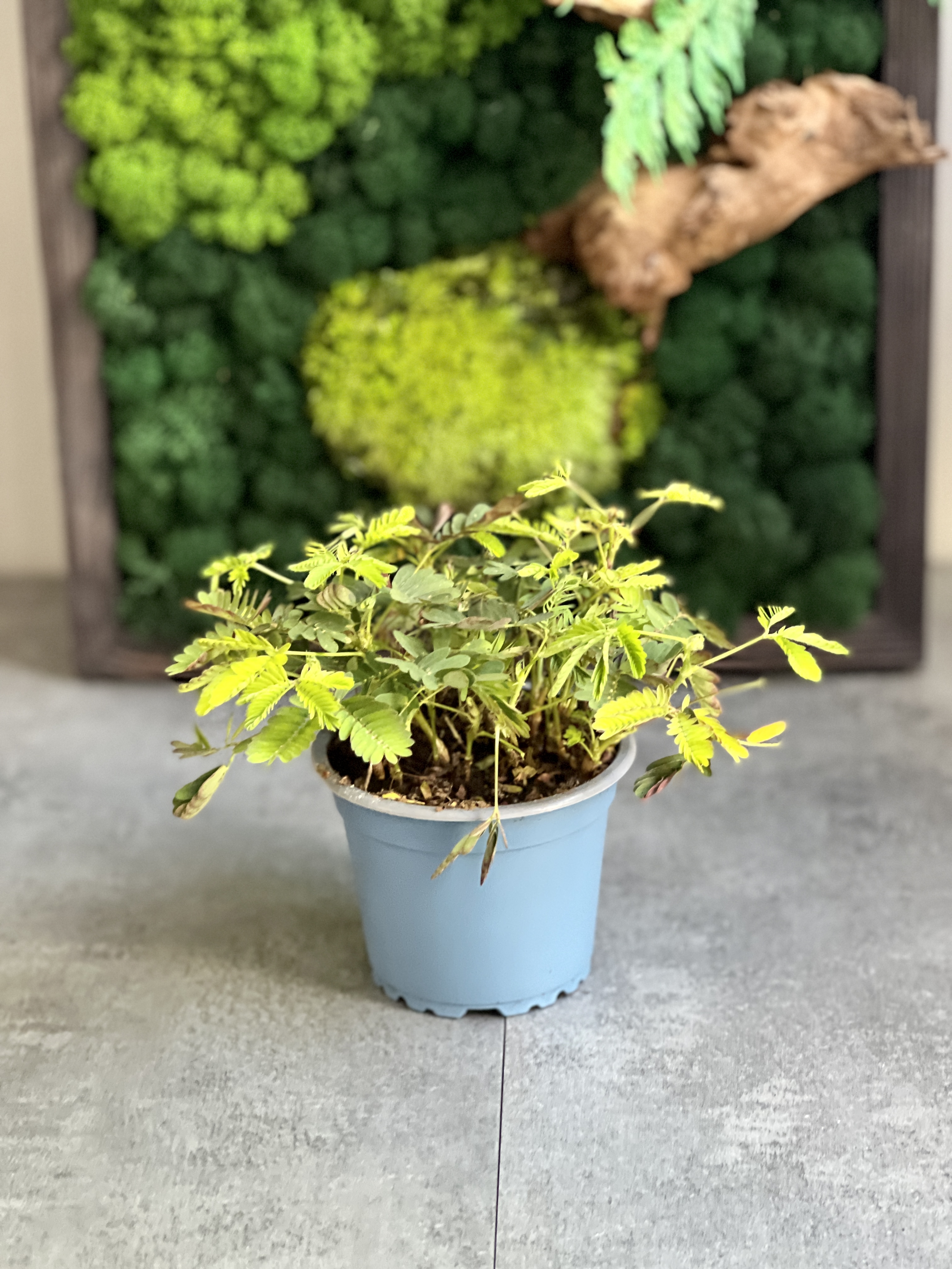 Стыдливая Мимоза (Mimosa Pudica) D9см