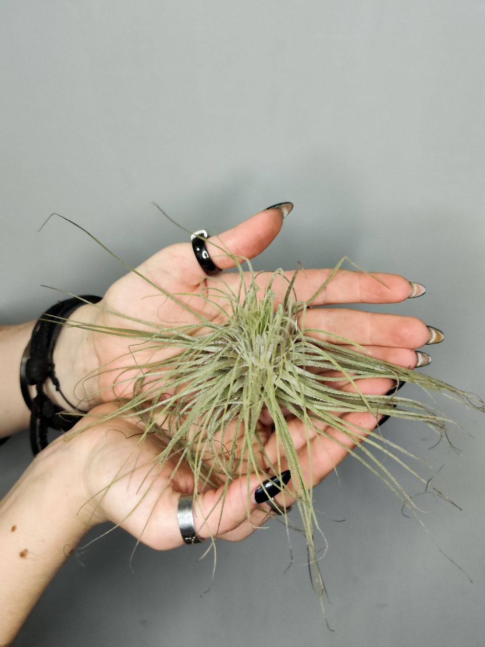 Тилландсия Магнусиана (Tillandsia Magnusiana)