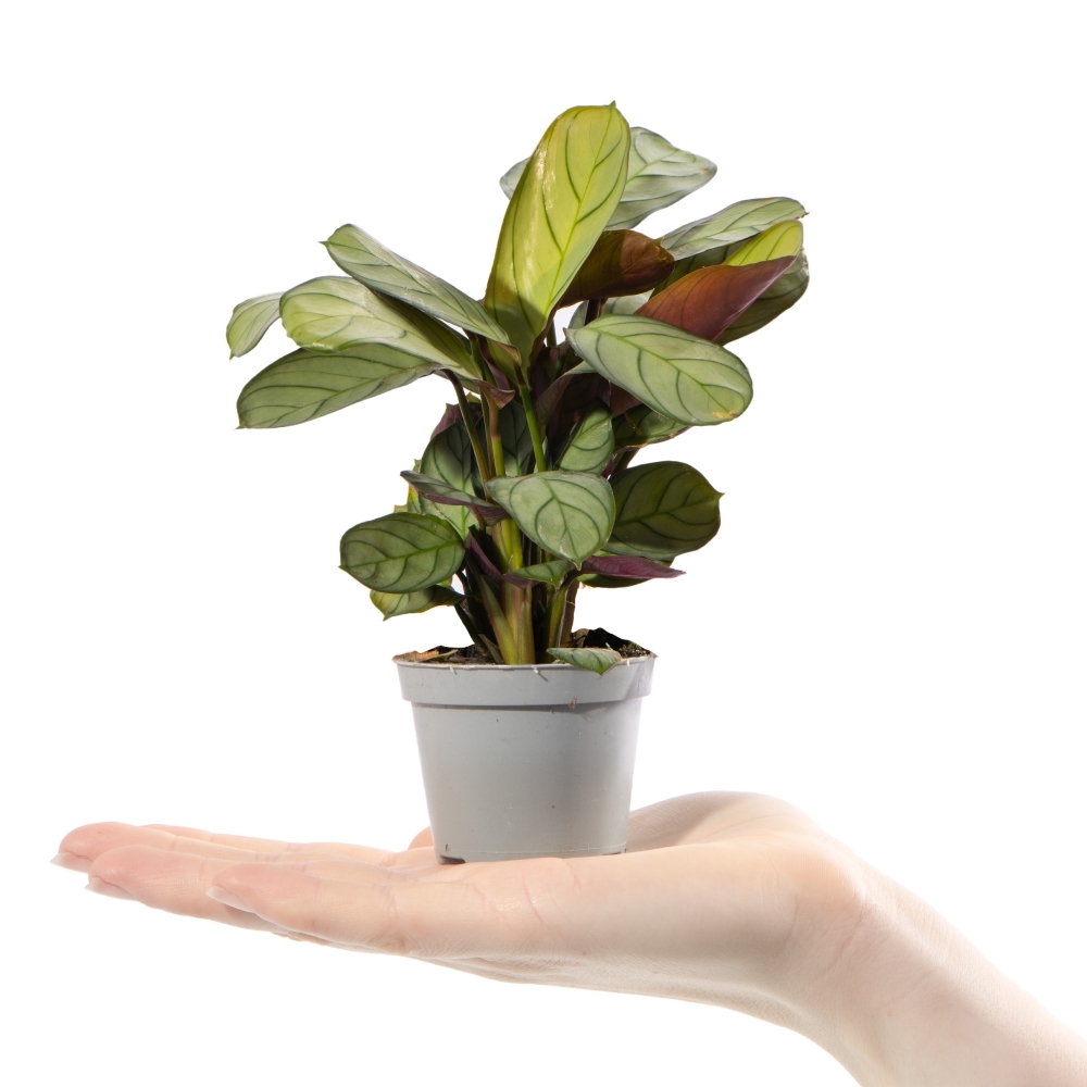 Маранта Амабилис Минт (Maranta Leuconeura Amabilis Mint) D6см