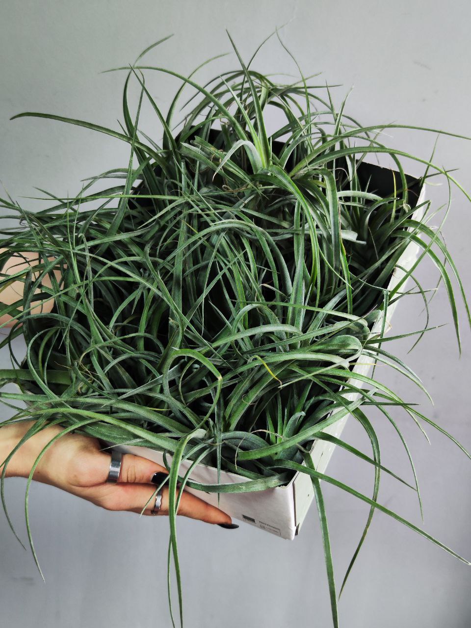 Тилландсия Курли Сильвер (Tillandsia Curly Silver)