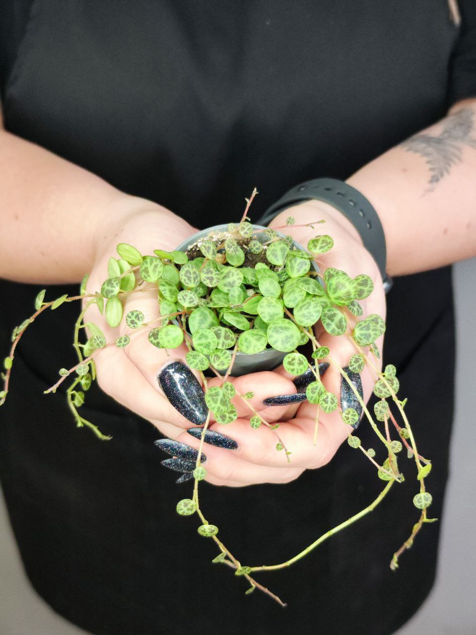 Пеперомия Прострата, или Cтелющаяся (Peperomia Prostrata) D5см