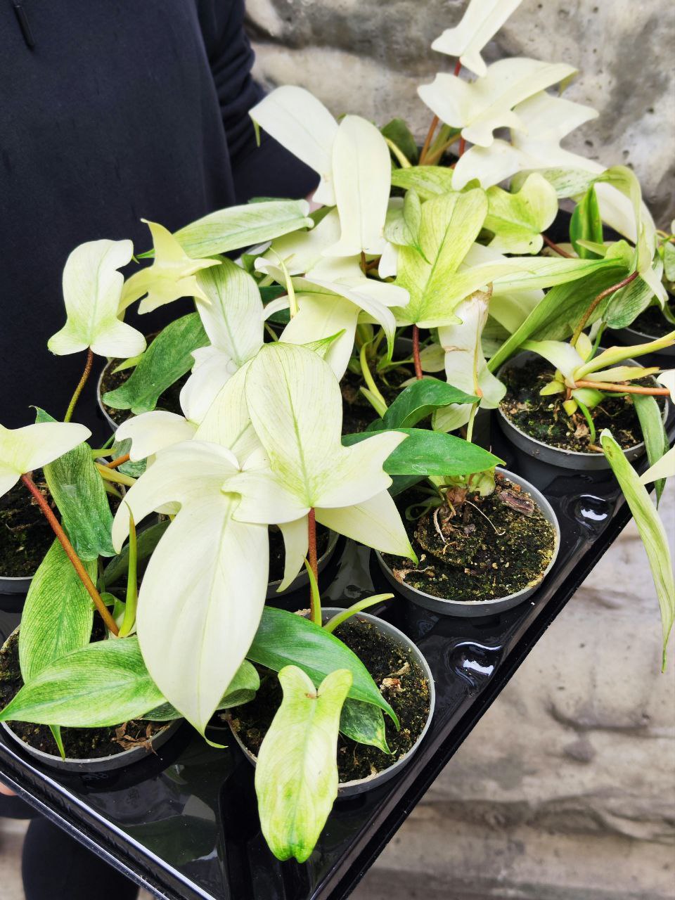 Филодендрон Флоридский Призрак Вариегатный Минт (Philodendron Florida Ghost Mint Variegated) D11см