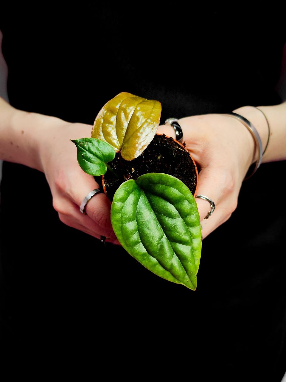 Антуриум Люксурианс Радиканс (Anthurium Radicans x Luxurians) D6см