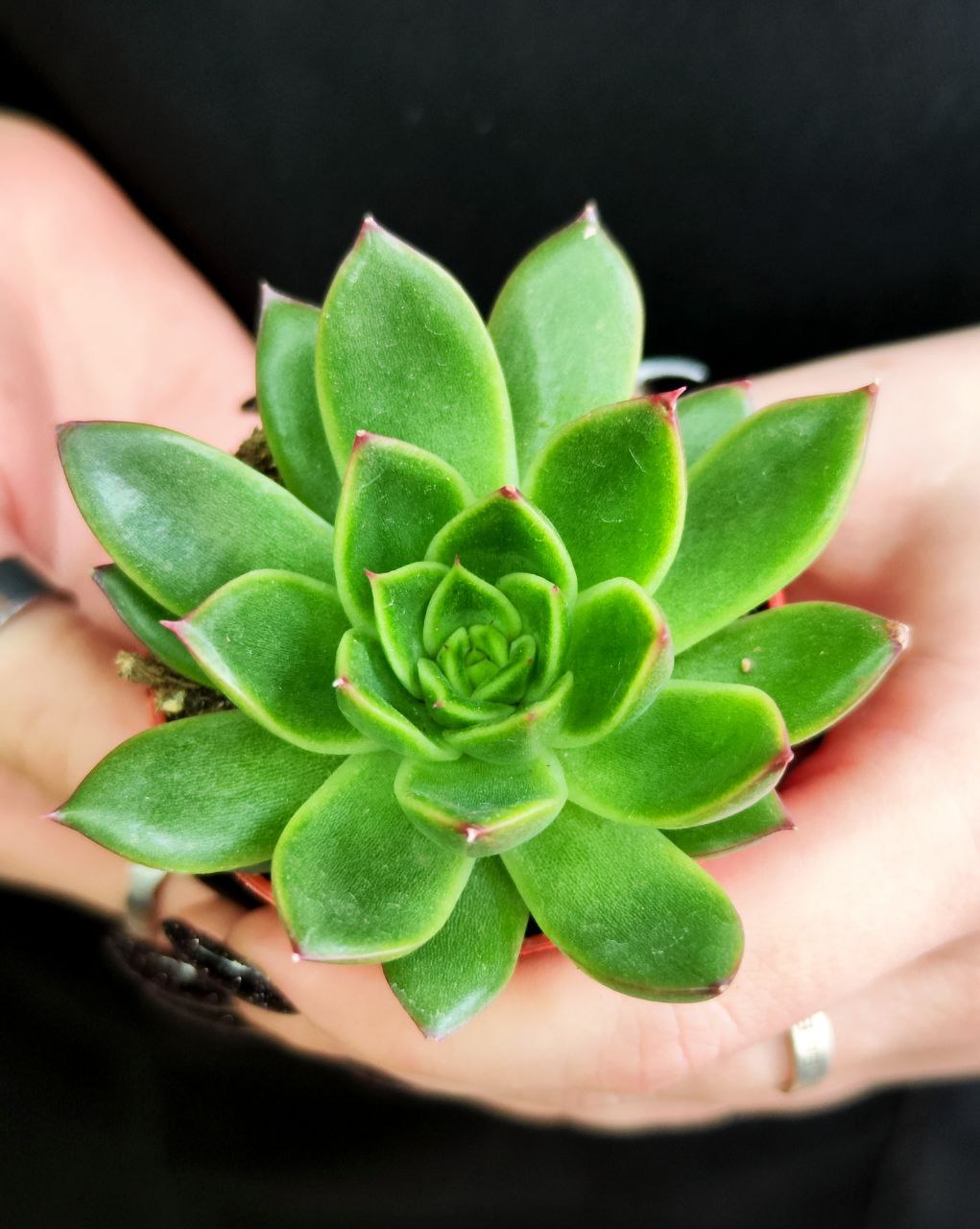 Эхеверия Агавоидес Ред Тип (Echeveria Agavoides Red Tip) D5см