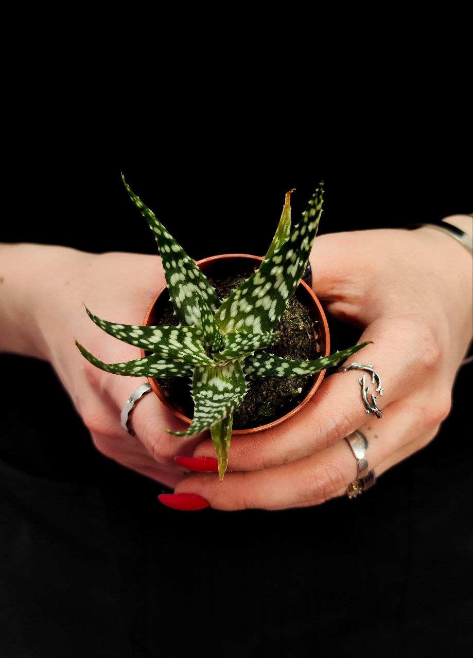 Алоэ Бронз Лизард (Aloe Bronze Lizard) D5см
