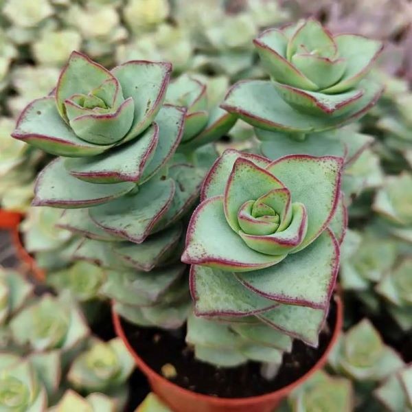 Крассула Перфората Мэджик (Crassula Perforata Magic) D5см
