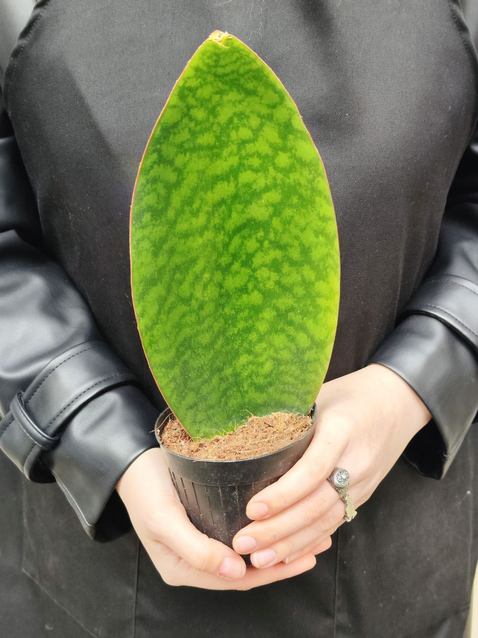 Сансевиерия Масониана Виктория (Sansevieria Masoniana Whale Fin) D10см