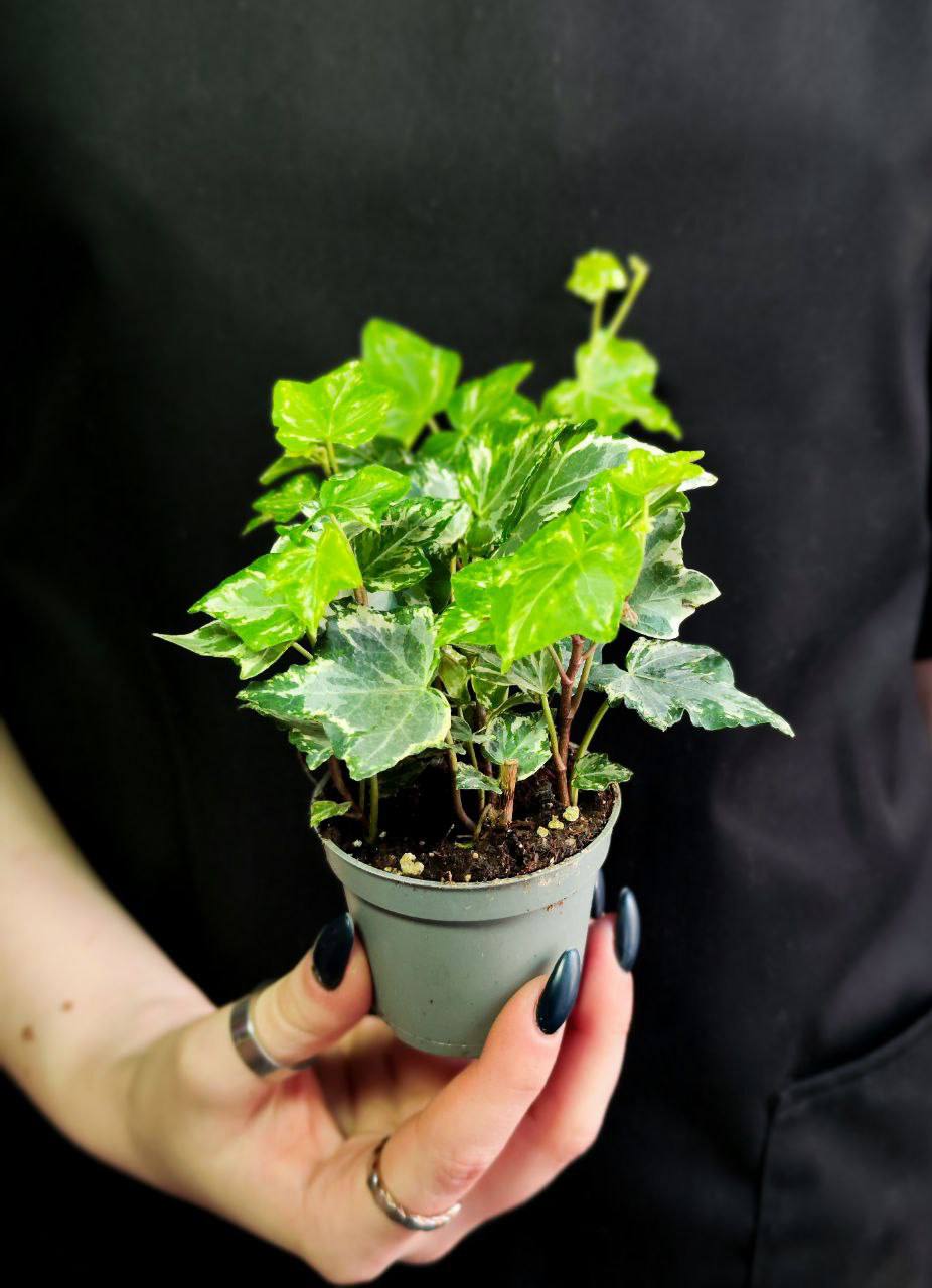 Хеликс Вариегата Мэджик, Плющ (Hedera Helix Variegata Magic) D6см