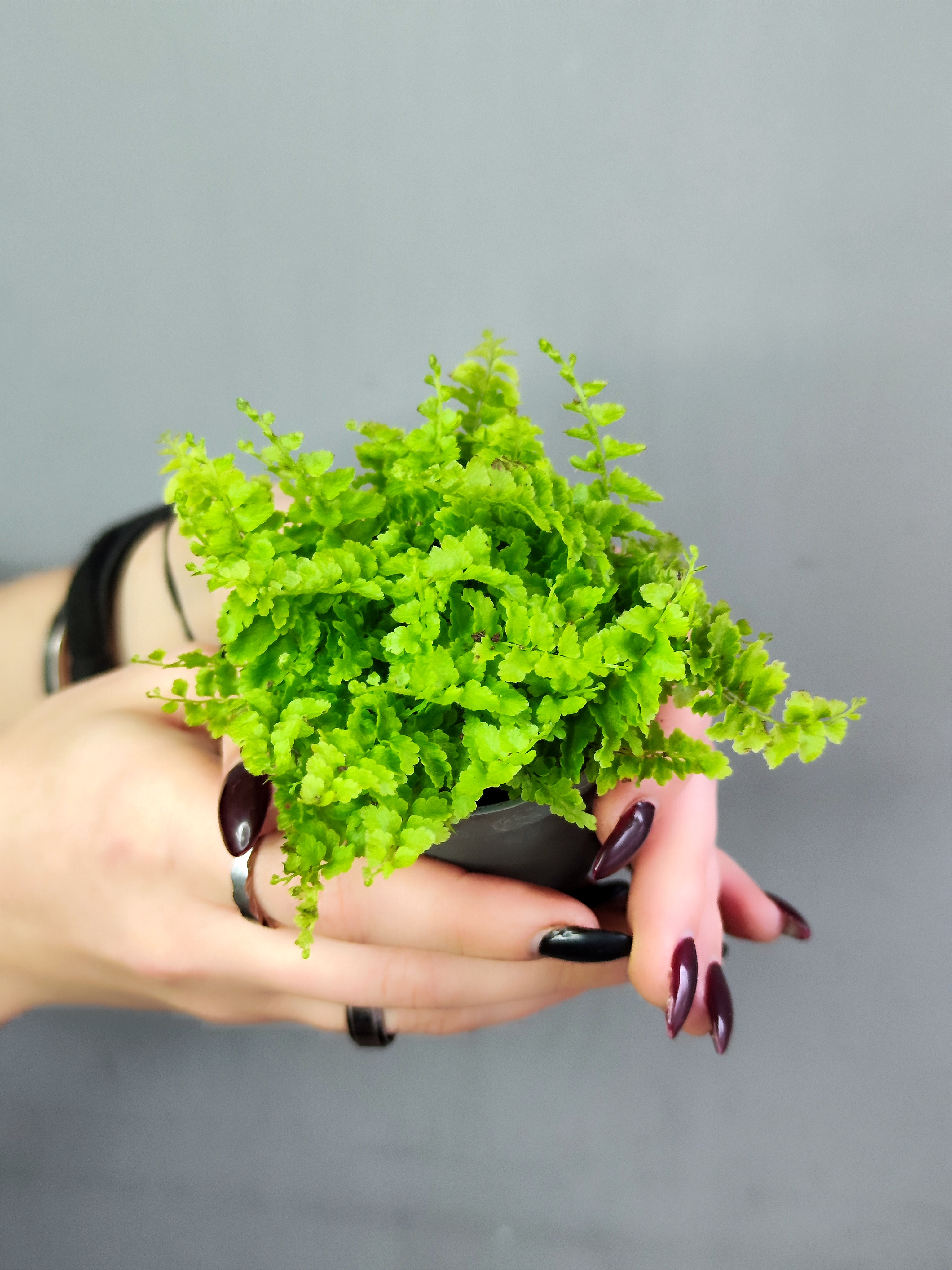 Нефролепис Возвышенный (Nephrolepis Exaltata Fluffy Ruffle) D6см