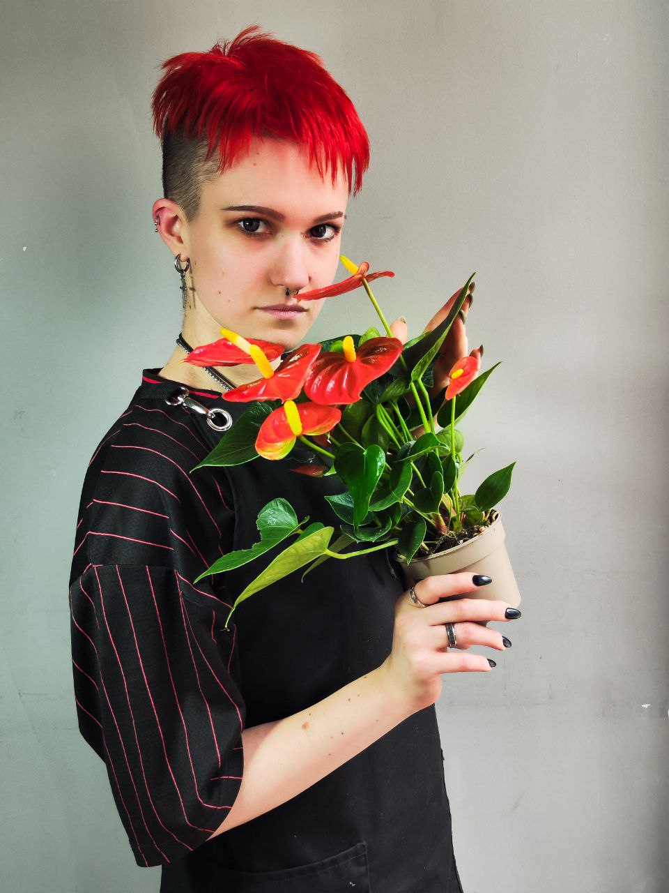 Антуриум Андре Оранжевый (Anthurium Аndraeanum Orange) D9см