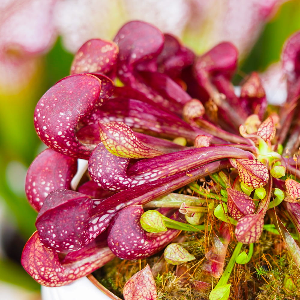 Саррацения Пситацина (Sarracenia Psittacina) D9cм