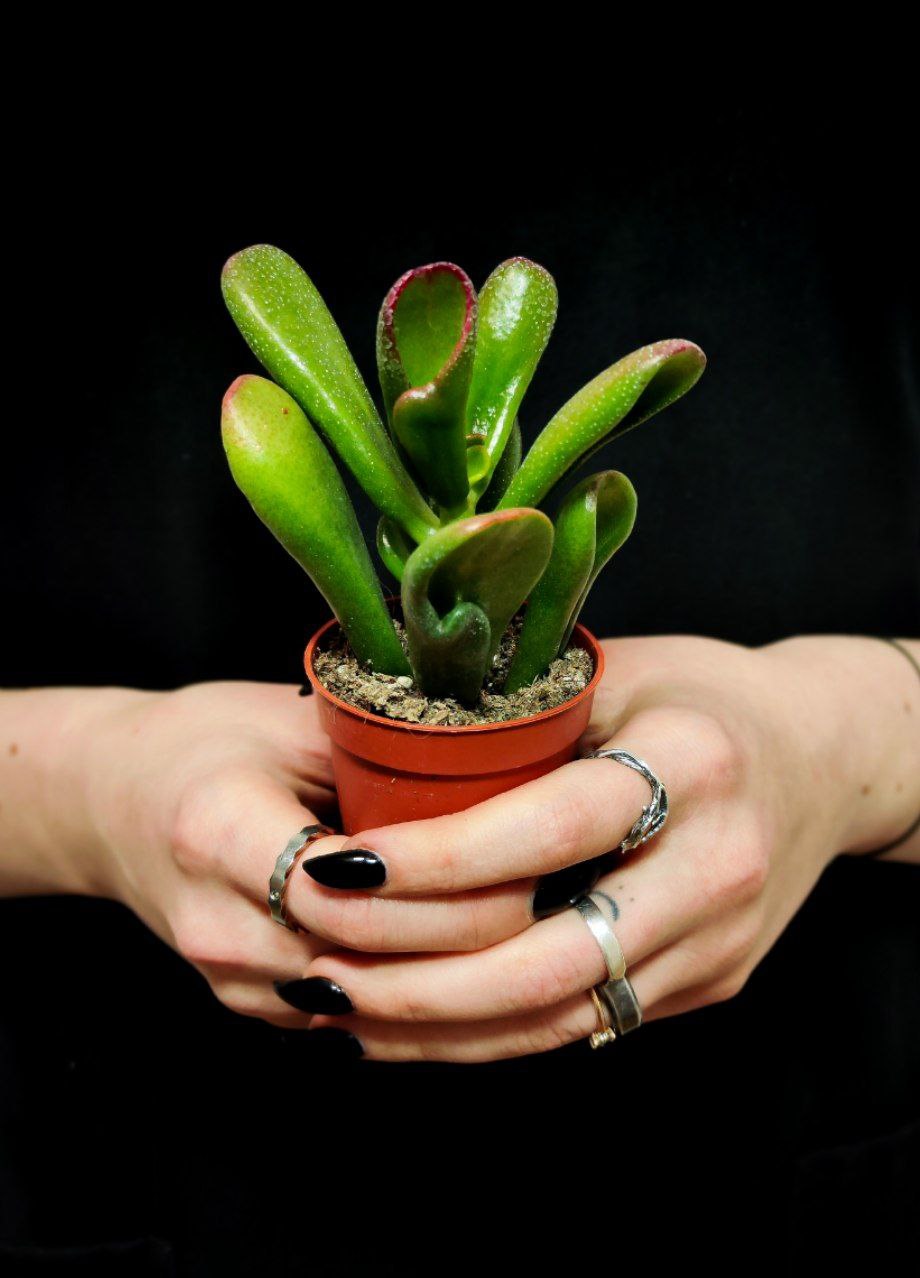 Крассула Хоббит (Crassula Ovata Hobbit) D5см