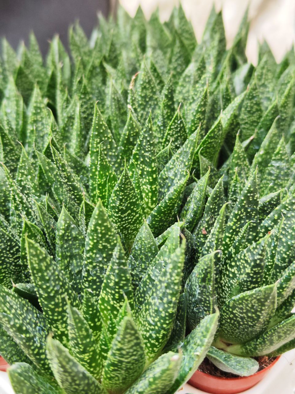Гастерия Дуэ (Gasteria Due) D5см