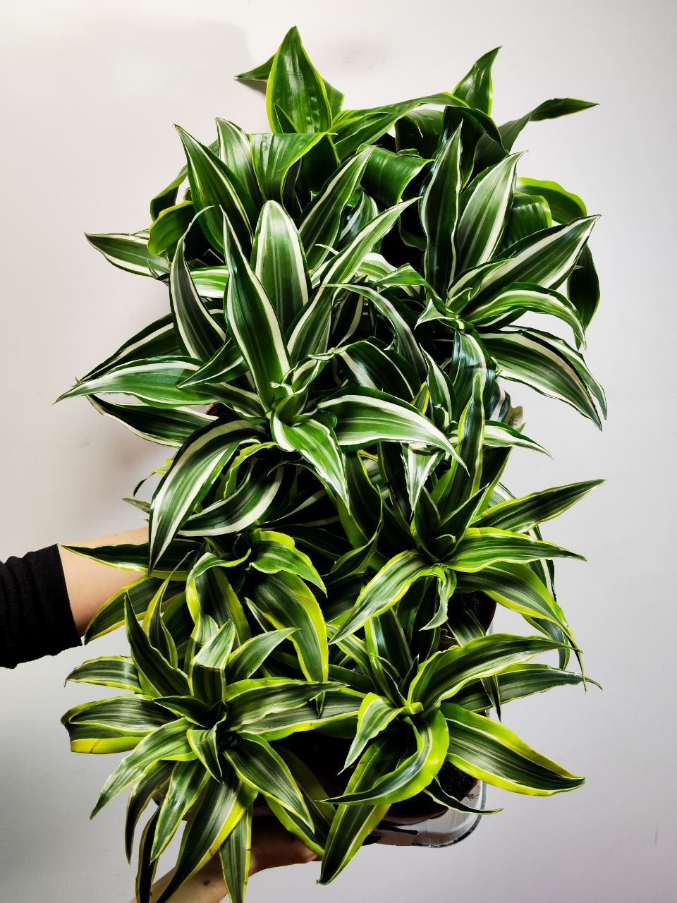 Драцена Дорадо (Dracaena Fragrans Dorado) D12см
