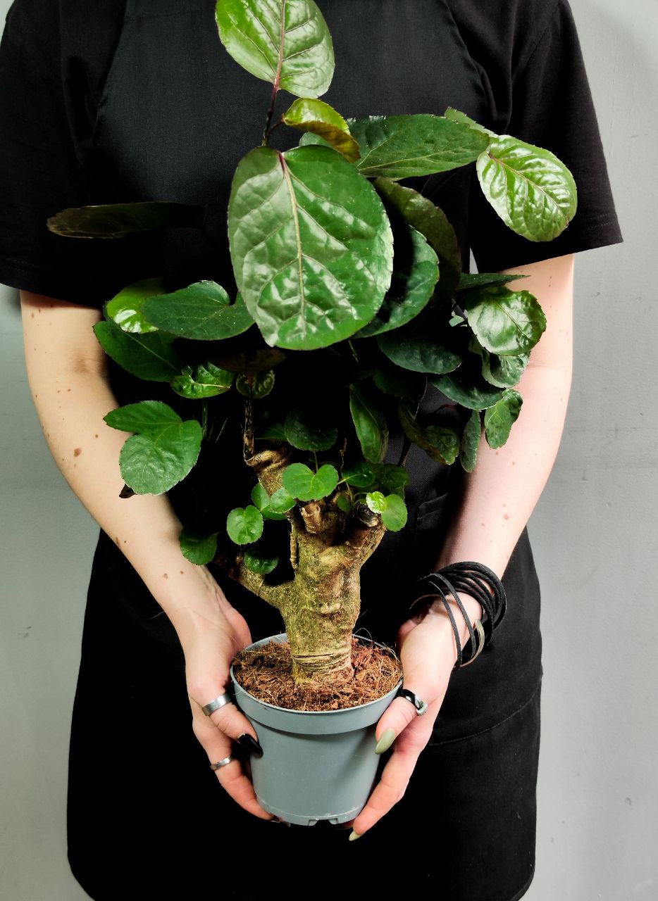 Полисциас Фабиан (Polyscias Scutellaria Fabian) D12см