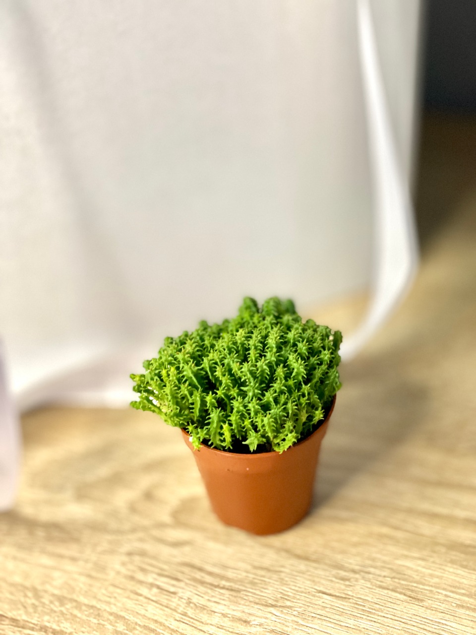 Молочай Сосочковидный Пферсдорфа (Euphorbia Submammillaris f. Pfersdorfii) D5см