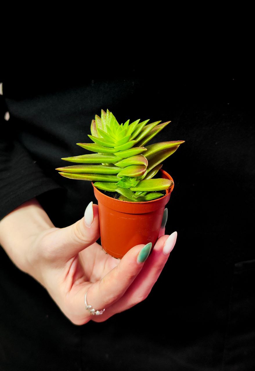Крассула Капителла Зеленая (Crassula Capitella Green) D5см