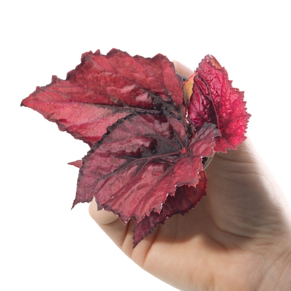 Бегония Красное Сердце (Begonia Rex Red Heart) D6см