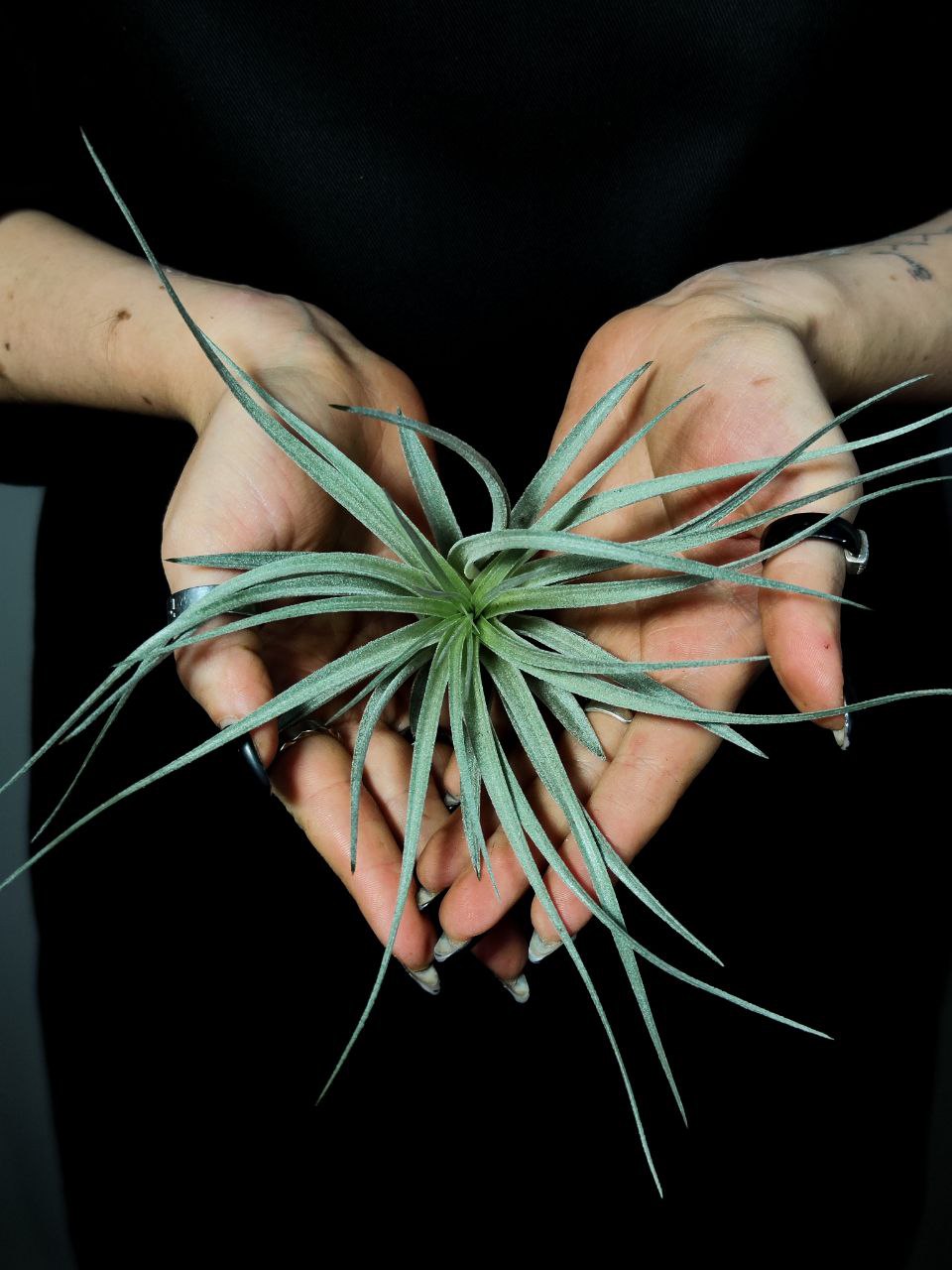 Тилландсия  Сильвер (Tillandsia Silver)