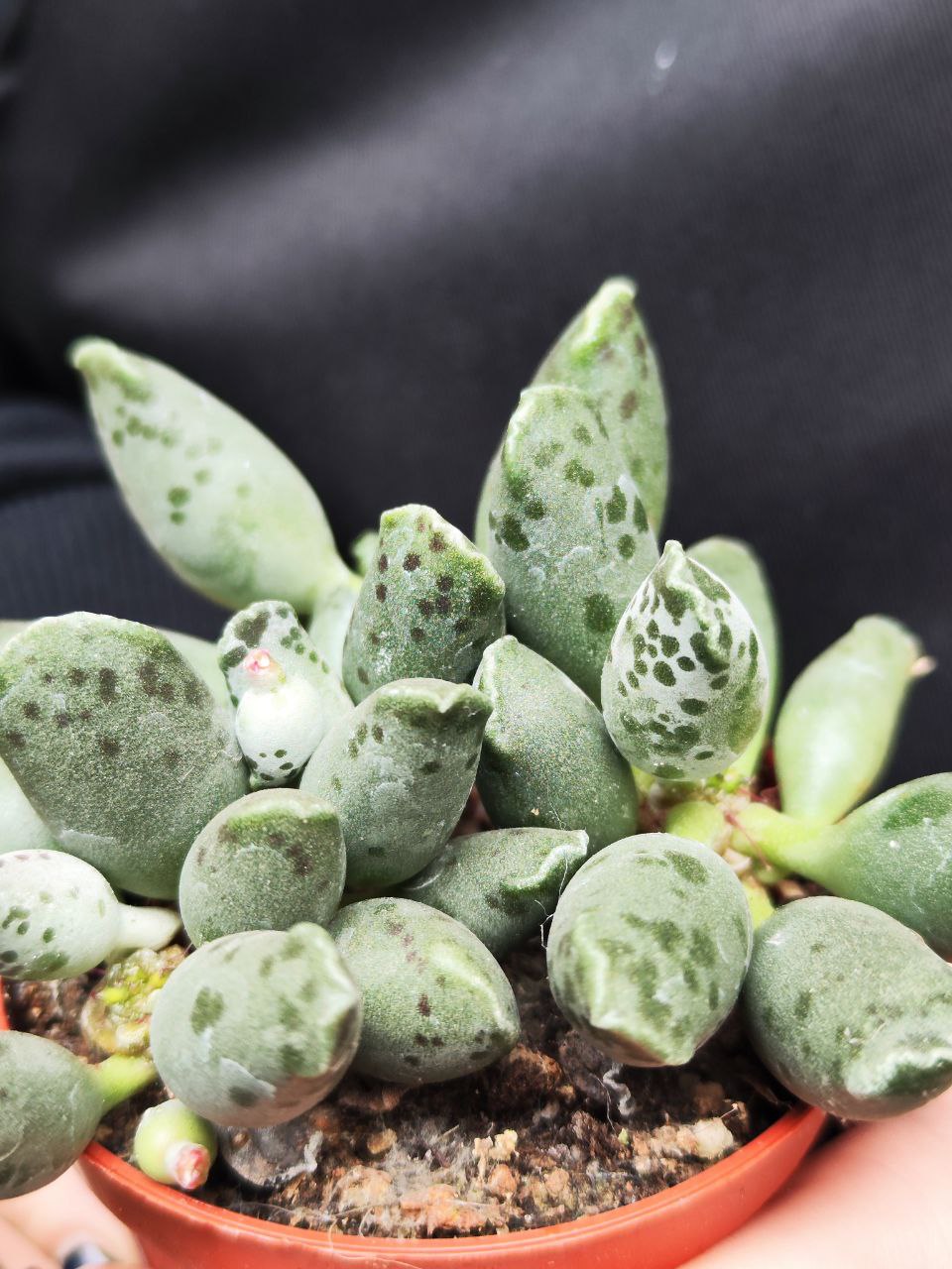Адромискус Грей (Adromischus Grey) D8см