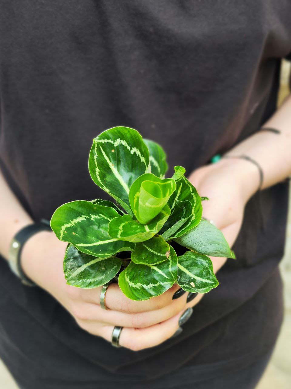Калатея Розеопикта Грин (Calathea Roseopicta Green) D6см