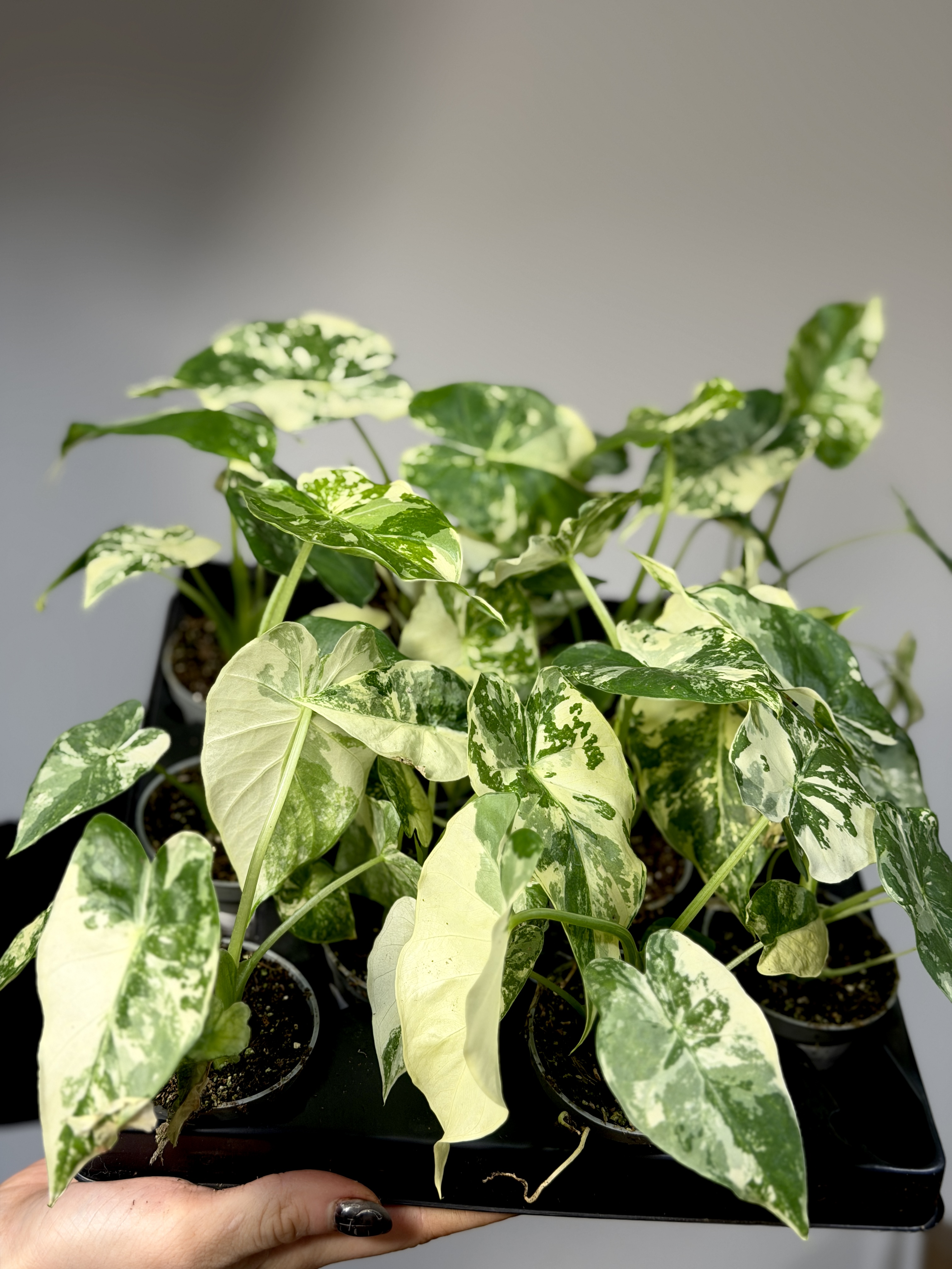 Алоказия Гагеана Альба Вариегатная (Alocasia Gageana Albo Variegata) D6см