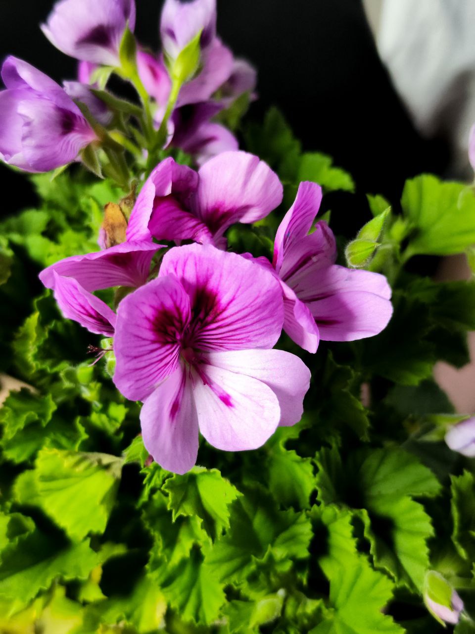 Герань, или Пеларгония Крупноцветковая (Pelargonium Grandiflorum) D12см