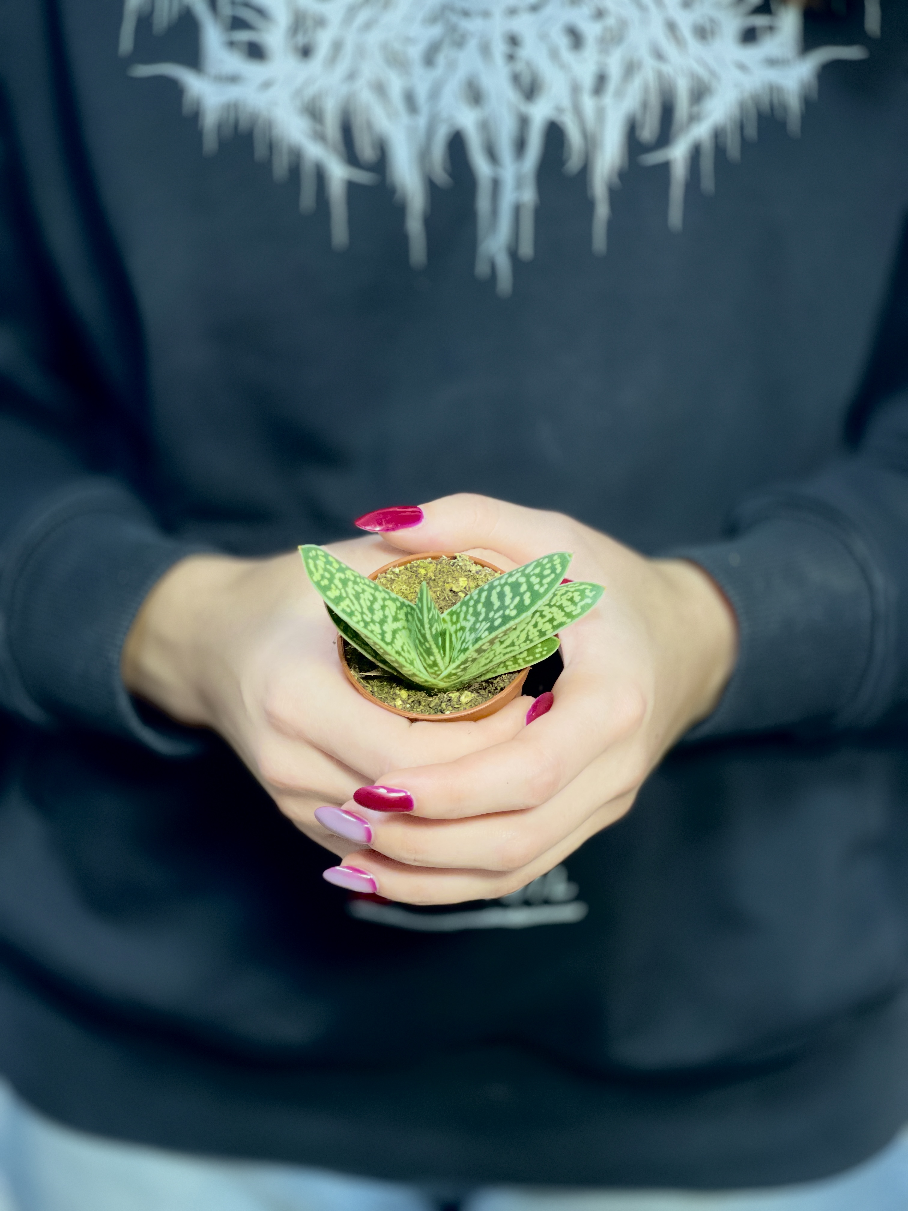 Алоэ Пестрое Мэджик (Aloe Variegata Magic) D5см