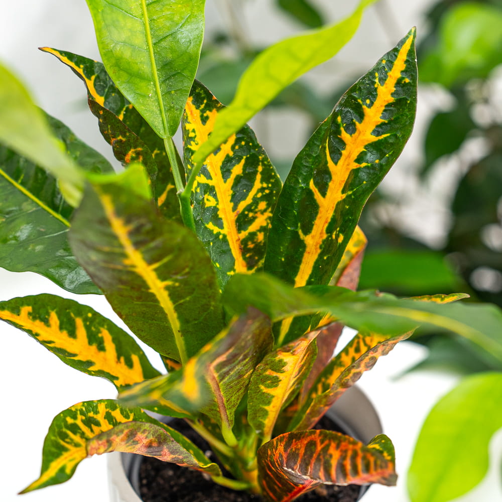 Кодиеум Моар Йеллоу (Codiaeum Moar Yellow) D6см