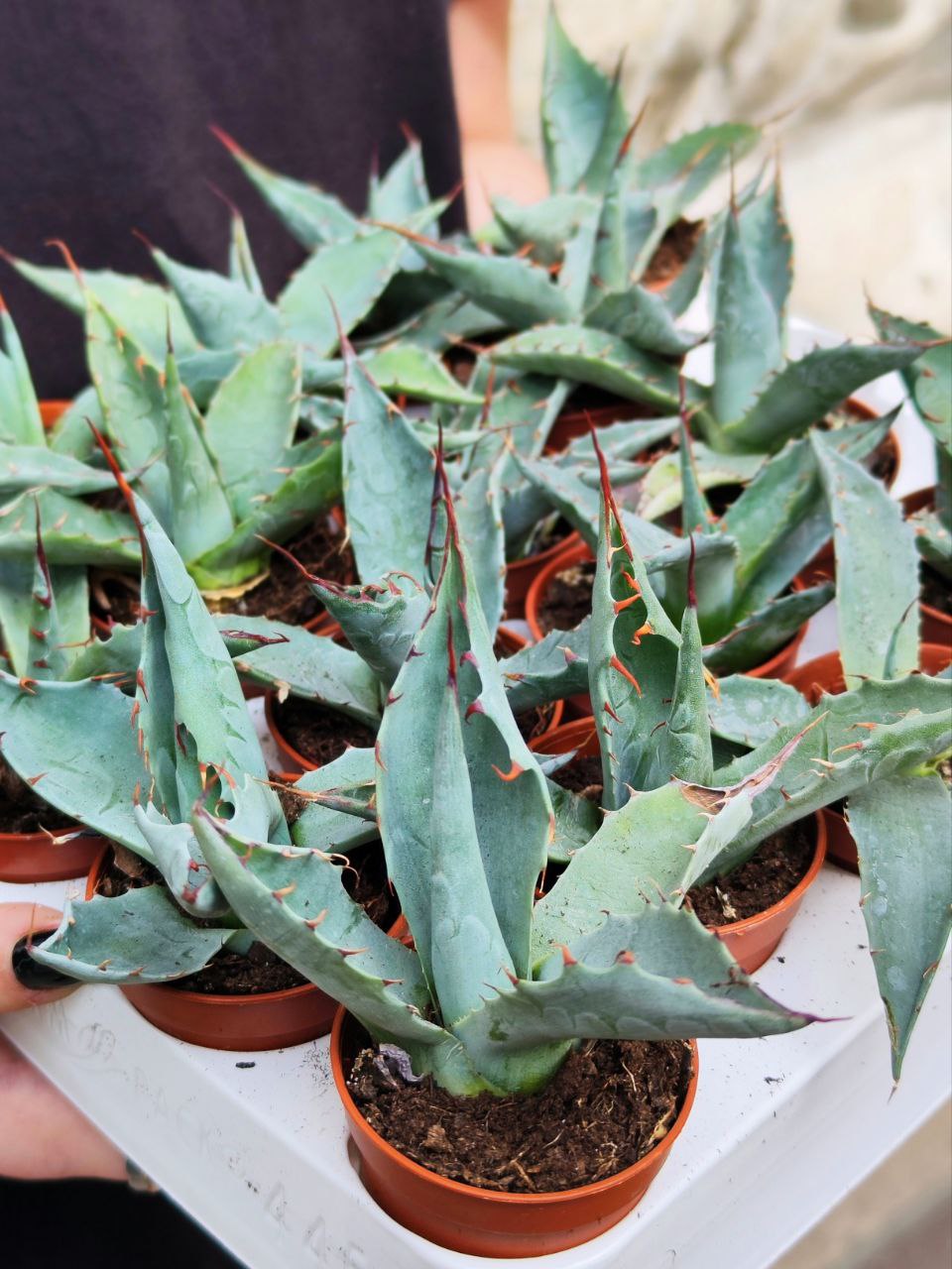 Агава Паррасская (Agave Parrasana) D5см