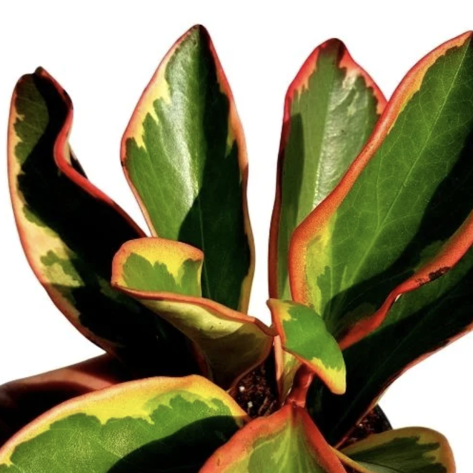 Пеперомия Клузиелистная Джелли (Peperomia Clusiifolia Jellie) D12см