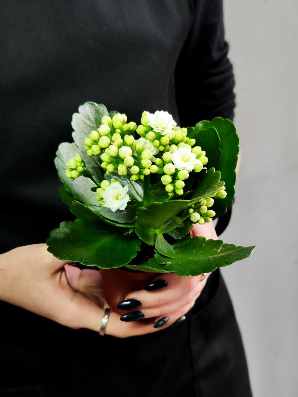 Каланхоэ Розалина Белая (Kalanchoe Rosalina White) D6см