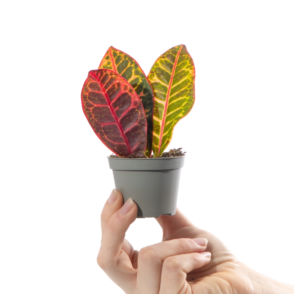 Кодиеум Петра (Codiaeum Petra) D6см