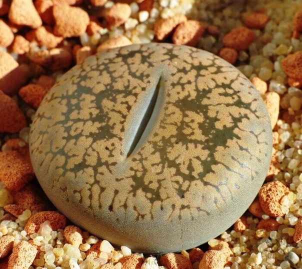 Буро - Коричневые Литопсы Аукамп (Lithops Aucampiae) D5см