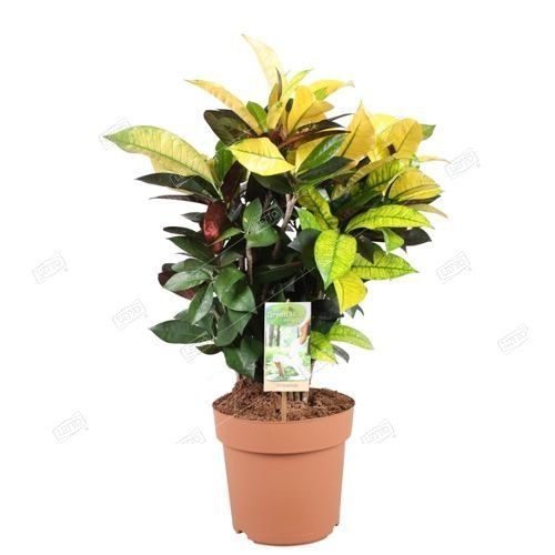Кодиеум Миссис Айстон (Codiaeum Mrs.Iceton)