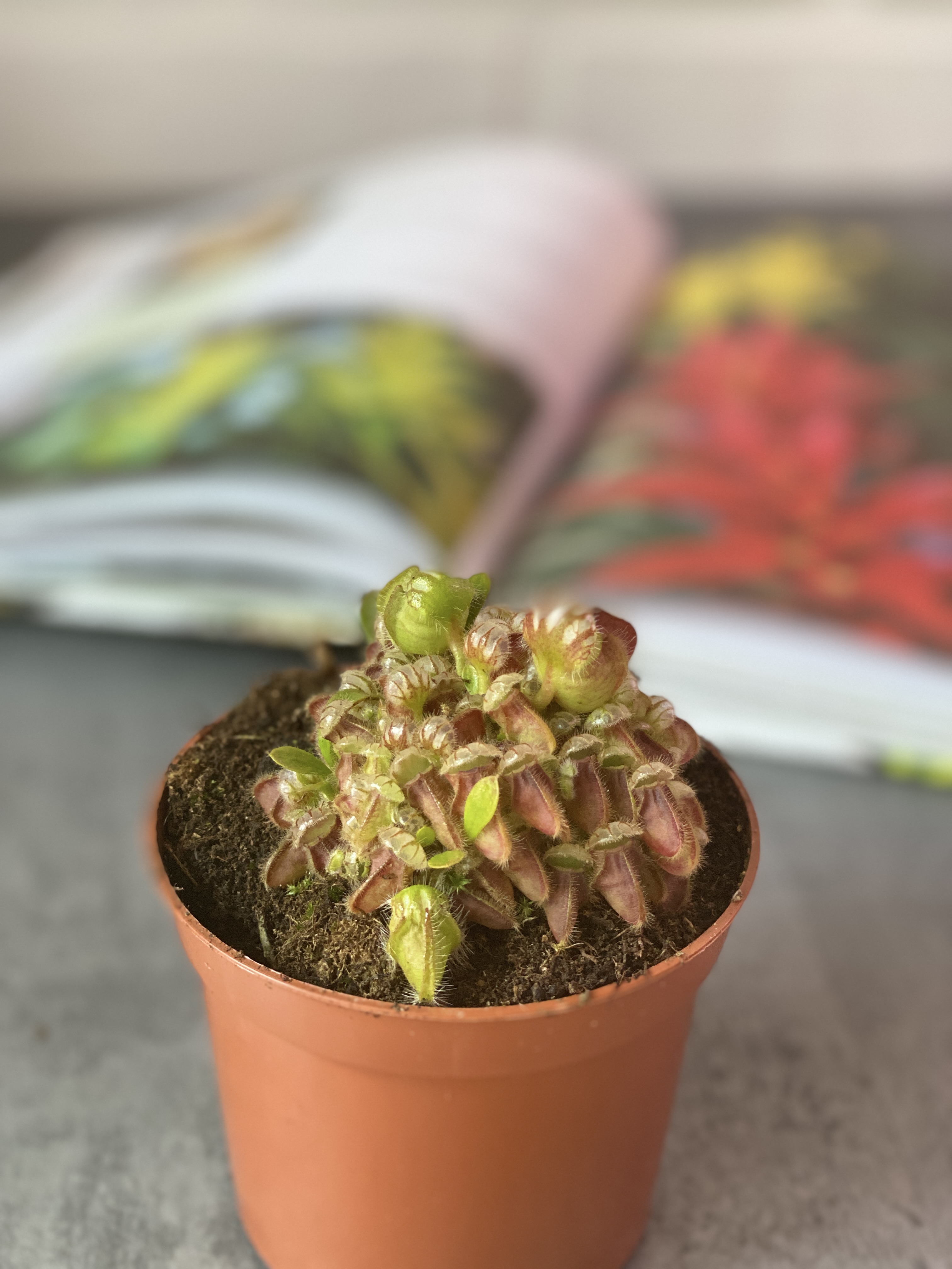 Цефалотус Мешочковидный (Cephalotus Follicularis) D9см