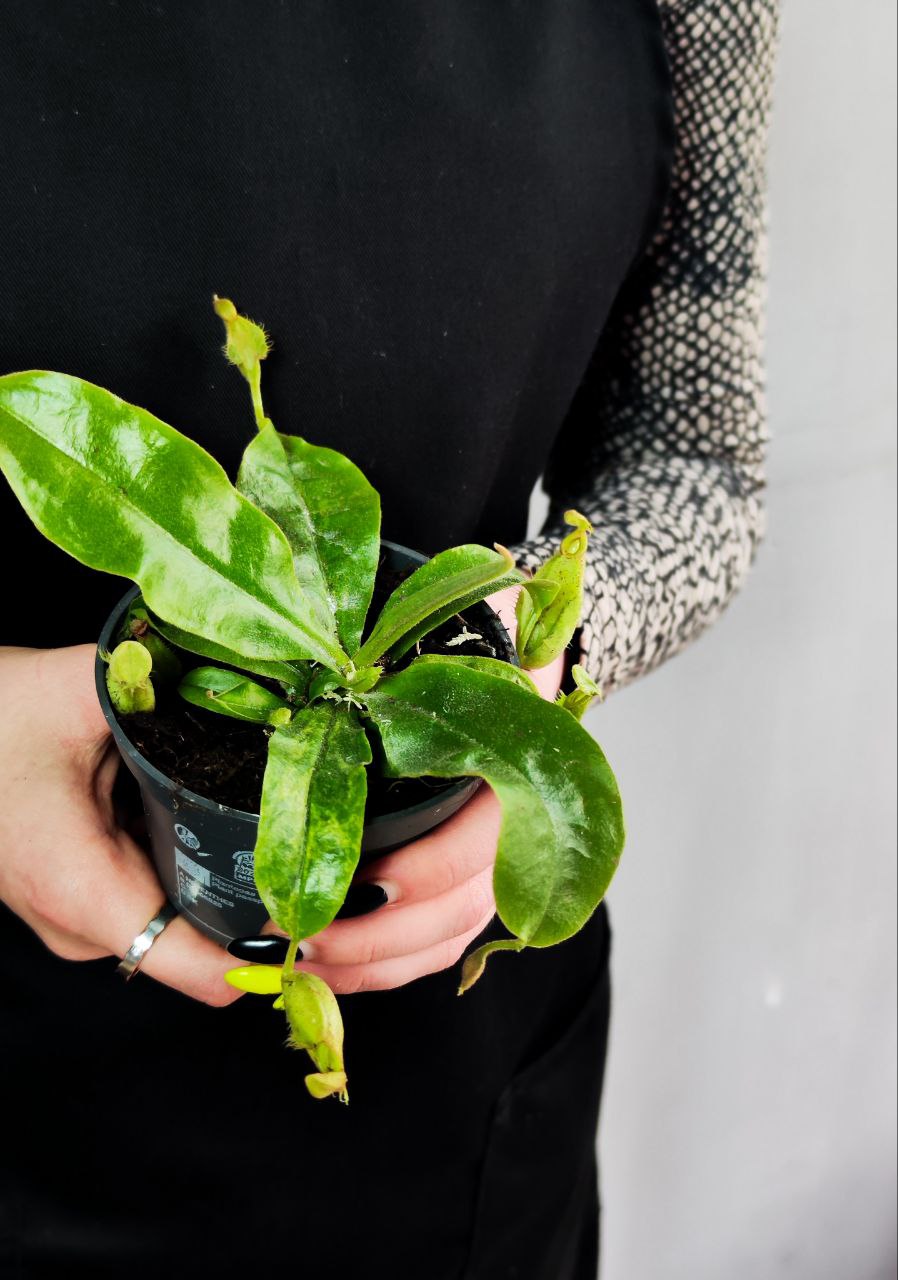 Непентес Марбл Хукериана (Nepenthes Hookeriana Marble) D9см