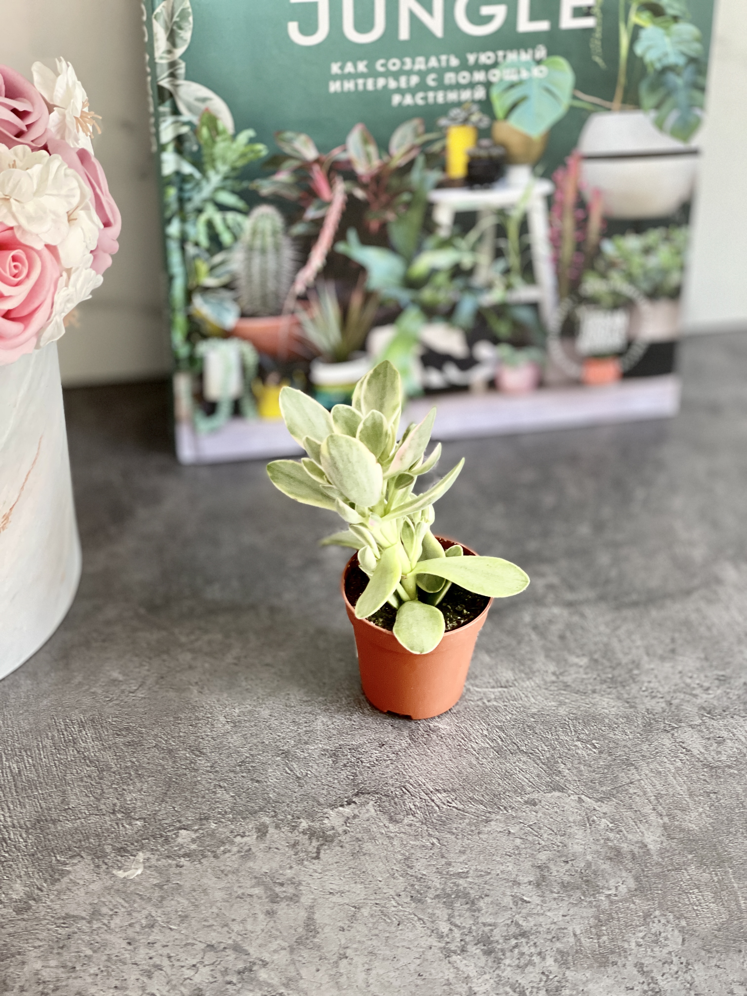 Крассула Мани Мейкер Грин (Crassula Moneymaker Varigated Green) D5см