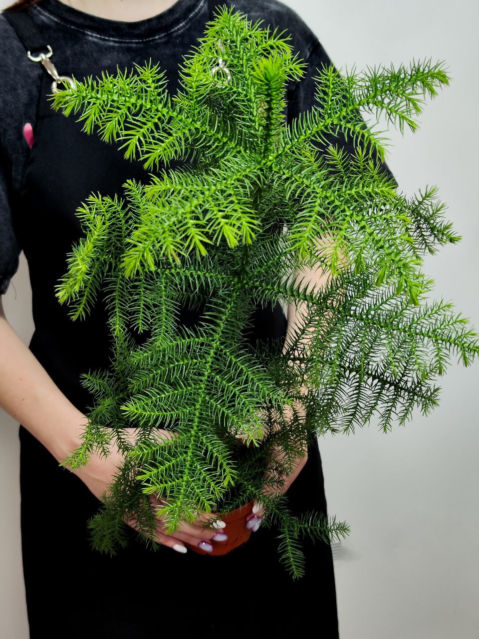 Араукария Разнолистная (Araucaria Heterophylla) D10см