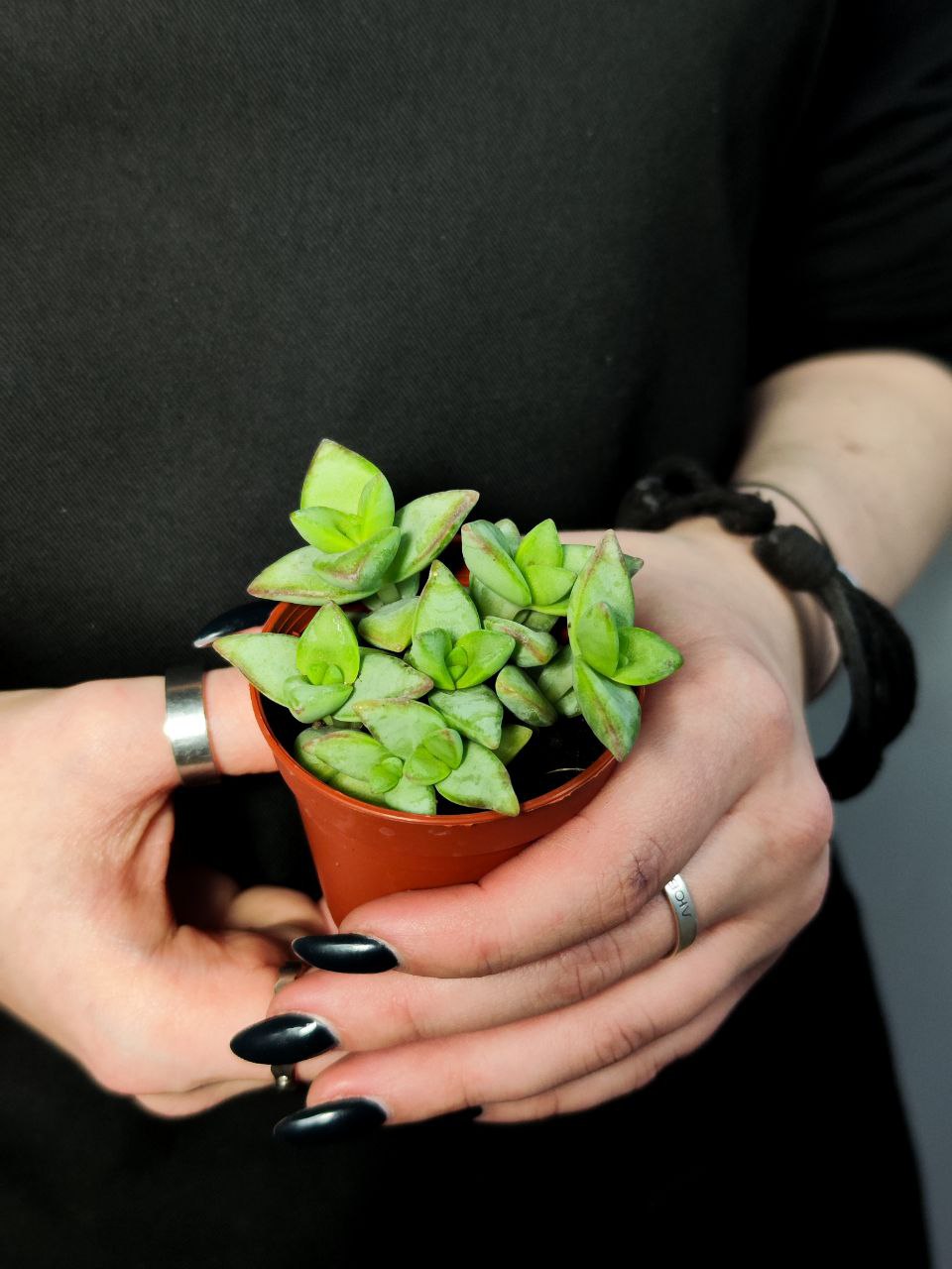 Крассула Рупестрис Грин (Crassula Rupestris Green) D5см