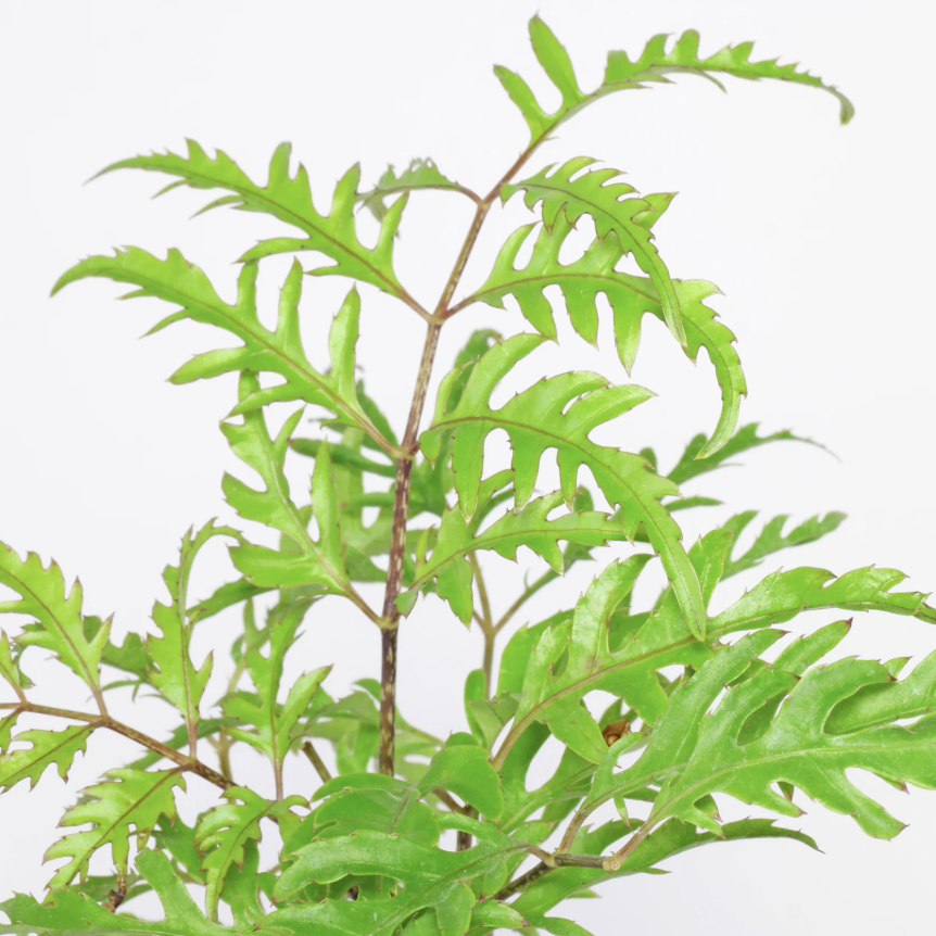Полисциас Папоротниколистный (Polyscias Filicifolia) D6см